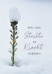 Beterschapskaart winter een plantje dat uit sneeuw steekt