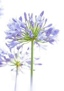 Blauwe Agapanthus origineel