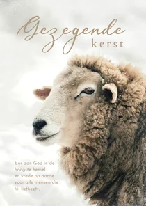 Christelijke kerstkaart bijbeltekst gezegende dagen schaap