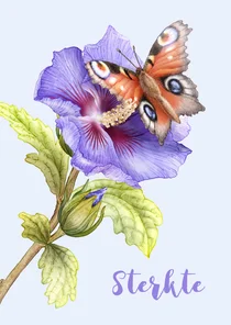 Condoleance sterkte kaart vlinder op een blauwe hibiscus