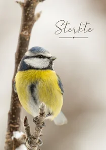 Condoleancekaart met pimpelmees op tak in de winter