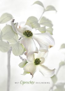 Condoleren met Cornus-bloemen