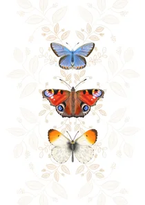 Dierenkaart vlinders botanisch