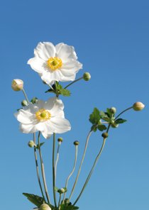 Foto met mooie witte bloemen