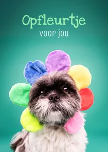 Grappig en lieve beterschapskaart van hond met bloemenmuts