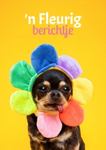 Grappige beterschapskaart van hondje bloemenmuts