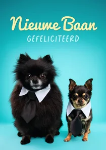 Grappige, felicitatie hondenkaart van hondjes met stropdas