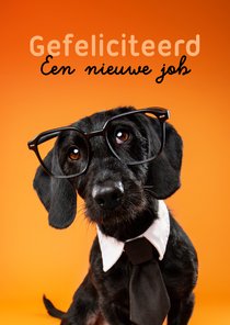 Grappige felicitatiekaart van hond met stropdas en bril