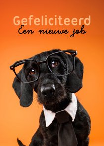 Grappige felicitatiekaart van hond met stropdas en bril