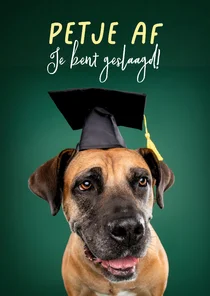 Grappige geslaagd kaart stoere hond met geslaagd hoedje