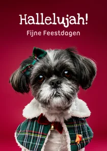 Grappige kerstkaart van boomer hondje met kerstkleding