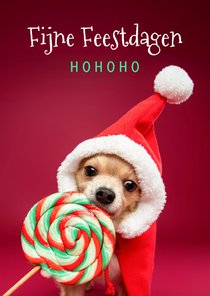 Grappige kerstkaart van hond met kerstmuts en lolly
