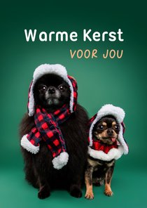 Grappige kerstkaart van hondjes met warme kerstkleding