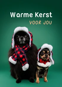 Grappige kerstkaart van hondjes met warme kerstkleding