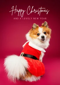 Grappige kerstkaart van pomsky met kerstjurkje aan