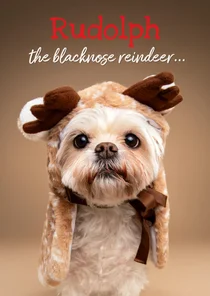 Grappige kerstkaart van wit boomer hondje met rendier pakje