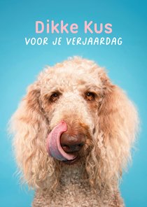 Grappige verjaardagskus door de brievenbus van poedel 