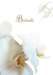 Hemels witte bedankt orchidee