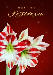 Kerstkaart fleurige amaryllis bloem