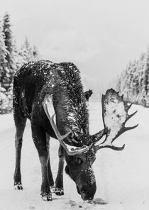 Kerstkaart met eland in de sneeuw