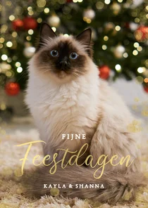 Kerstkaart met grote eigen foto van kat 