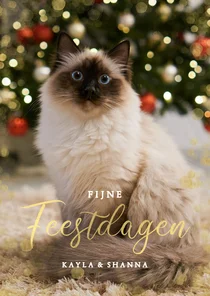 Kerstkaart met grote eigen foto van kat 