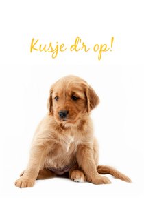 KNGF Geleidehond beterschapskaart 'kusje d'r op!'