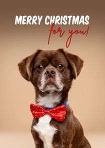 Leuke kerstkaart van hondje met kerststrik