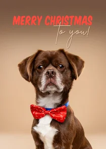 Leuke kerstkaart van hondje met kerststrik