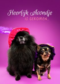 Leuke sinterklaaskaart van hondjes met pietenmuts