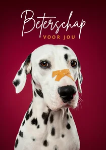Lieve beterschapskaart van dalmatier met pleister