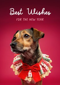 Lieve kerstkaart van hondje met kerstkraagje aan