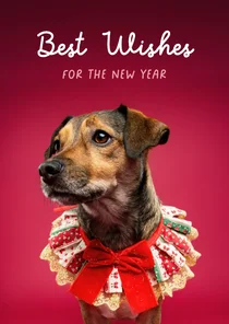 Lieve kerstkaart van hondje met kerstkraagje aan