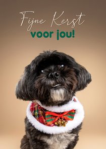 Lieve schattige kerstkaart boomer hondje met kerstsjaal