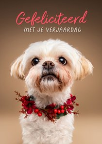 Lieve verjaardagskaart van boomer hondje met bloemenkrans
