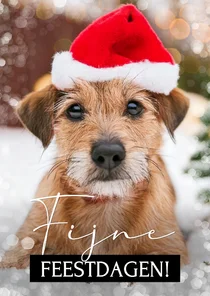 Moderne kerstkaart met grote eigen foto huisdier