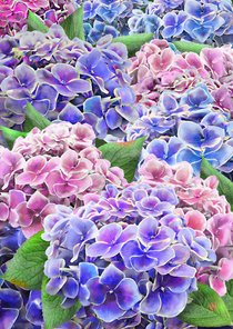 Mooie bloemenkaart met geschilderde hortensia's