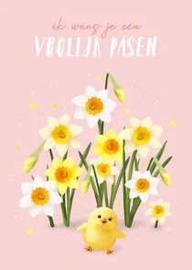 Paaskaart narcissen met kuikentje roze achtergrond