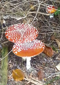 Paddestoelen 