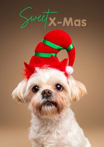 Schattige kerstkaart van boomer hondje met kerstmuts op