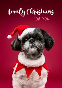 Schattige kerstkaart van boomer hondje met kerstmuts