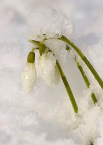 Sneeuwklokjes in sneeuw