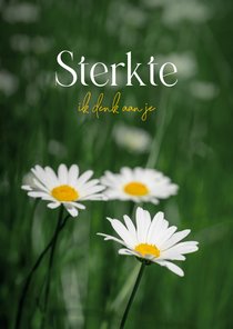 Sterkte kaart margrietjes bloemen ik denk aan je 