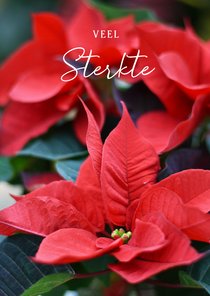 Sterkte kaart met foto van rode poinsettia plant