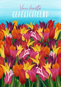 Verjaardagskaart met tulpenveld