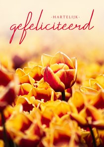 Verjaardagskaart tulpen hartelijk gefeliciteerd