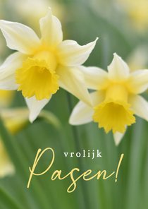 Vrolijke paaskaart met een natuur foto van gele narcissen