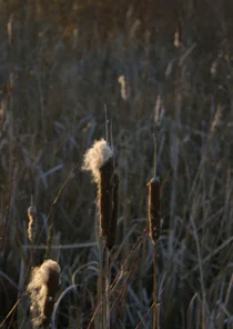Wenskaart in de natuur lisdodde aan de waterkant