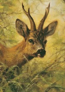 Wenskaart met mooi wild hert