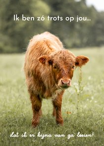 Wenskaart met trotse Schotse Hooglander
